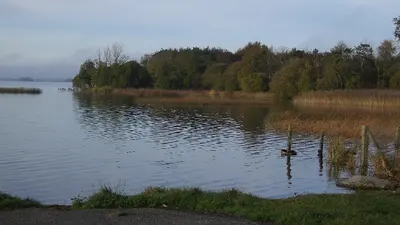 The reedy shore of Lough Ennell with the far bank in the distance
