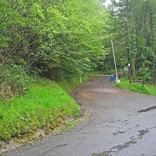 A wet forest path curving uphill through fresh green trees at Killykeen