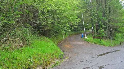 A wet forest path curving uphill through fresh green trees at Killykeen