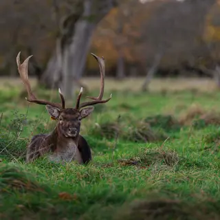 A fallow deer with full antlers lying in the grass in the Phoenix Park
