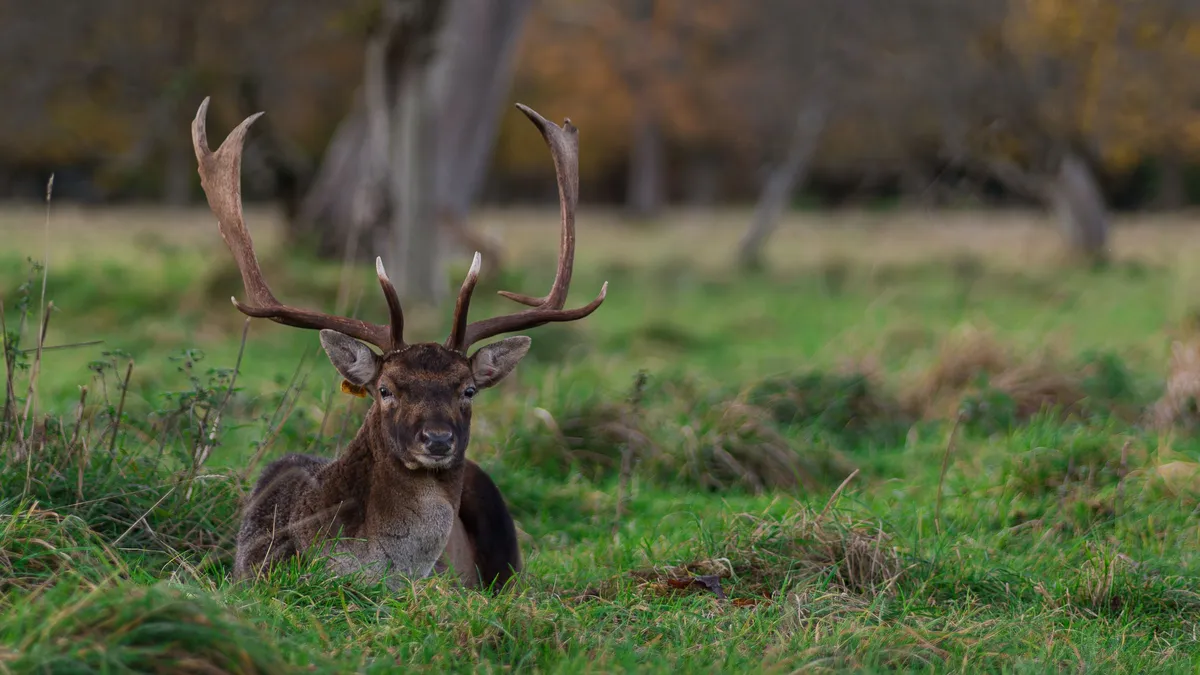 A fallow deer with full antlers lying in the grass in the Phoenix Park