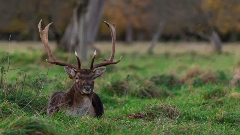 A fallow deer with full antlers lying in the grass in the Phoenix Park