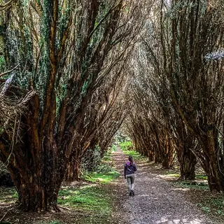 County Monaghan - Rossmore Forest Park Bridges