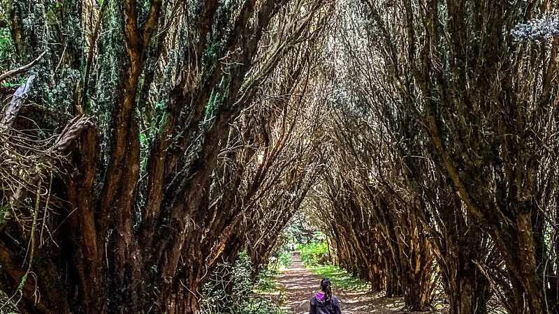 County Monaghan - Rossmore Forest Park Bridges