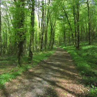 A tree-lined walking route through Mullaghmeen Forest, County Westmeath