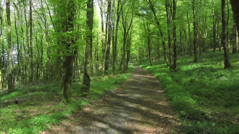 A tree-lined walking route through Mullaghmeen Forest, County Westmeath