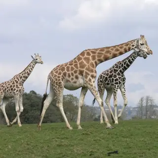 Three giraffes walking across open grass at Fota Wildlife Park