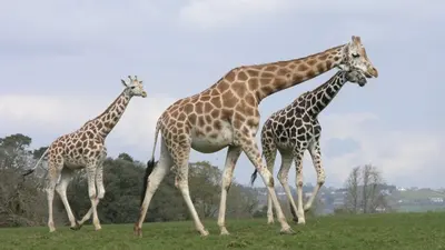 Three giraffes walking across open grass at Fota Wildlife Park