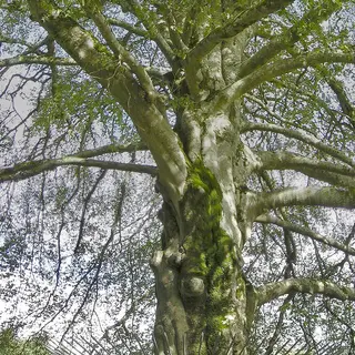 The fenced autograph tree in the walled garden at Coole Park, County Galway