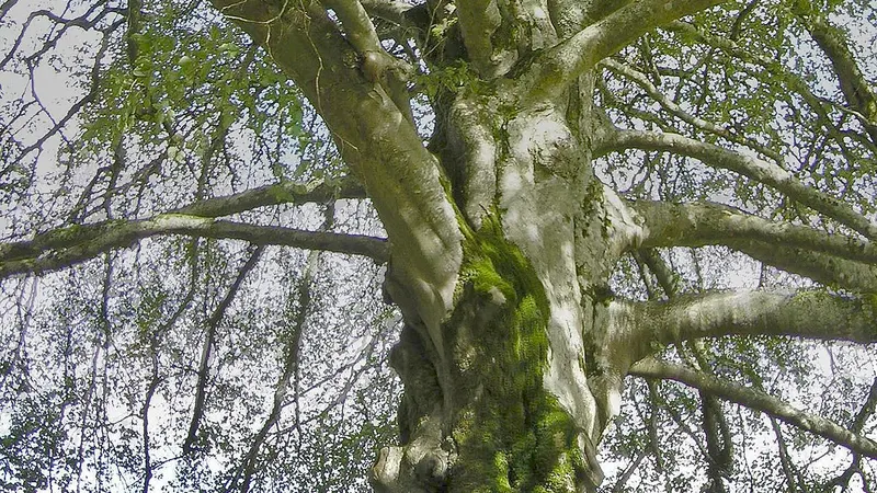 The fenced autograph tree in the walled garden at Coole Park, County Galway