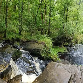 A stream running over dark rock through the trees at Glenbarrow