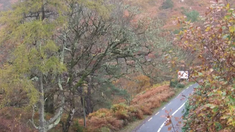 Autumn trees along the Great Western Greenway on the Corraun peninsula
