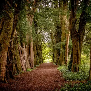 A path running under a dark avenue of yews in the gardens at Lismore