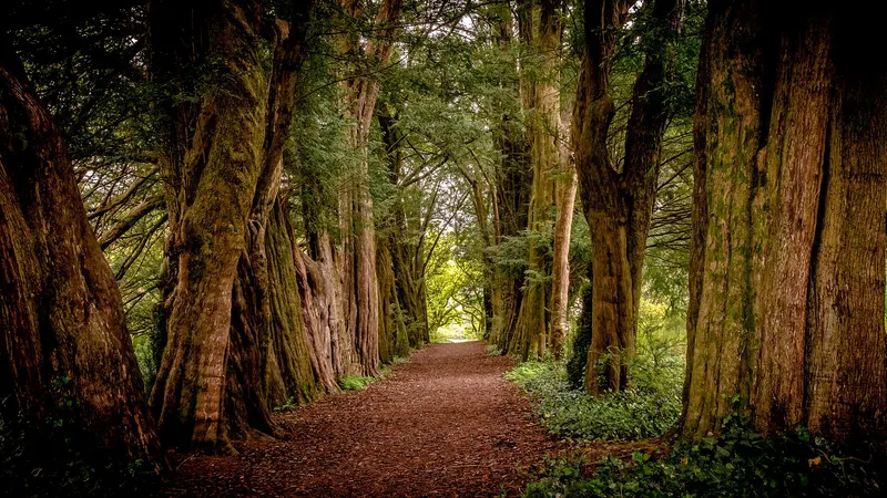 A path running under a dark avenue of yews in the gardens at Lismore