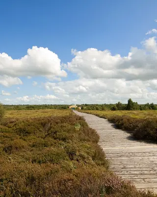 A timber boardwalk running out across the open bog at Corlea