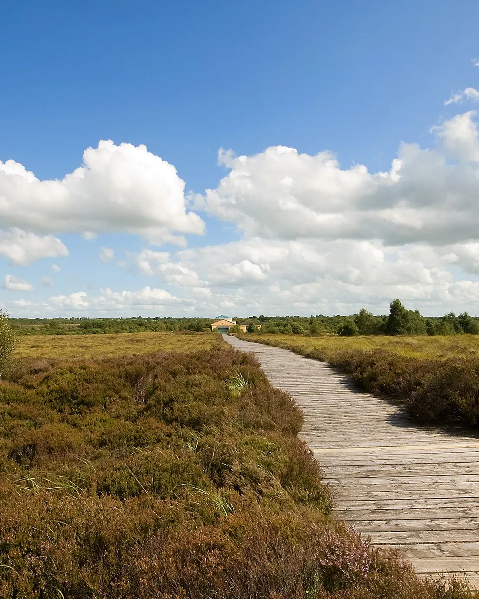 A timber boardwalk running out across the open bog at Corlea