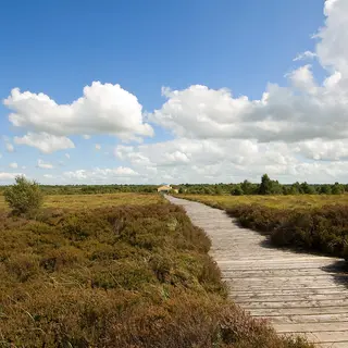 A timber boardwalk running out across the open bog at Corlea