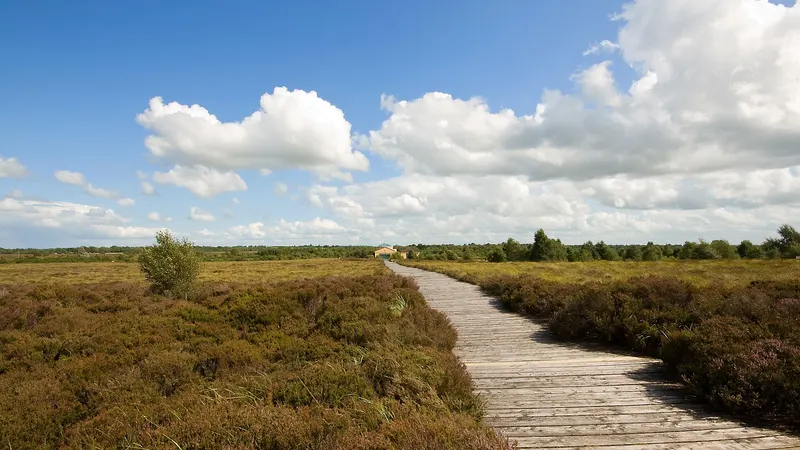 A timber boardwalk running out across the open bog at Corlea