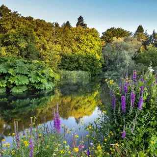 Foxgloves along the edge of a still pond in the John F. Kennedy Arboretum