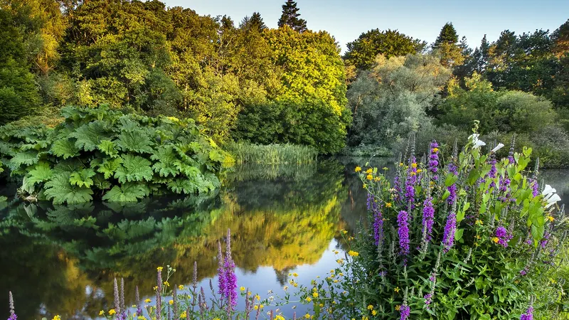 Foxgloves along the edge of a still pond in the John F. Kennedy Arboretum