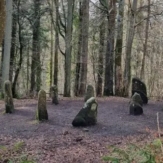 Bare winter trees and standing stones on the floor of Ravensdale Forest