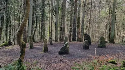 Bare winter trees and standing stones on the floor of Ravensdale Forest