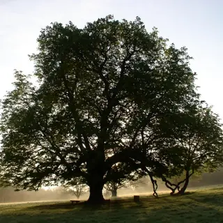 A broad old tree silhouetted against the light in Dun a Ri Forest Park