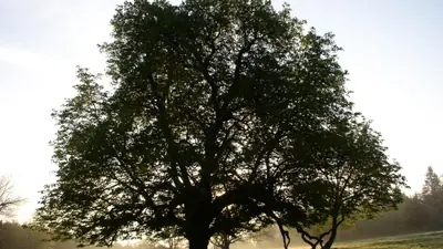 A broad old tree silhouetted against the light in Dun a Ri Forest Park