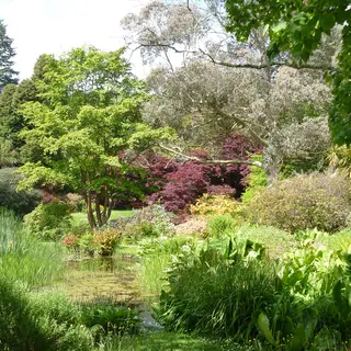 Flowering shrubs and trees along the river walk at Mount Usher Gardens