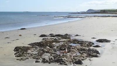 Clean sand and seaweed covered rock at the edge of Clonea Beach