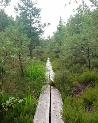 A boardwalk running out across Abbeyleix Bog between the scrub