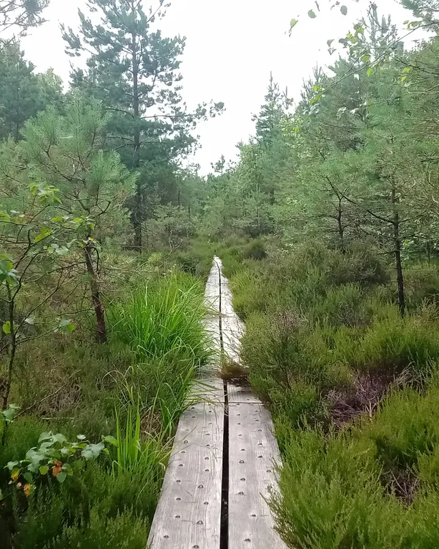 A boardwalk running out across Abbeyleix Bog between the scrub
