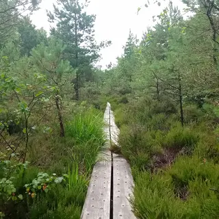 A boardwalk running out across Abbeyleix Bog between the scrub