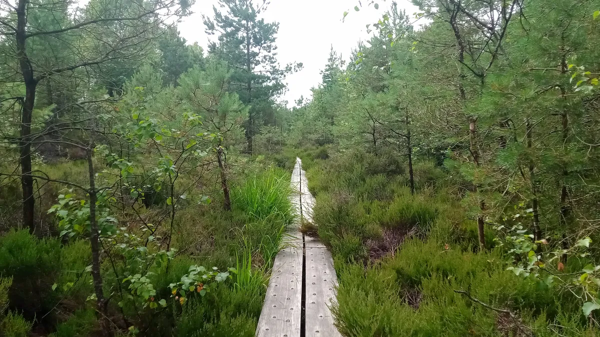 A boardwalk running out across Abbeyleix Bog between the scrub