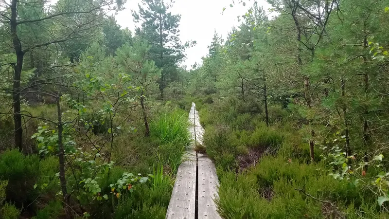 A boardwalk running out across Abbeyleix Bog between the scrub