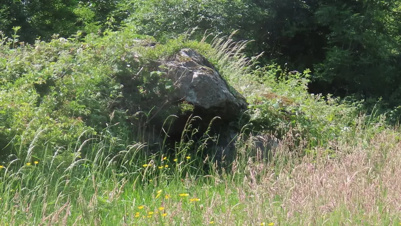 A large boulder and the capstone of Edergole Court Tomb standing in long grass
