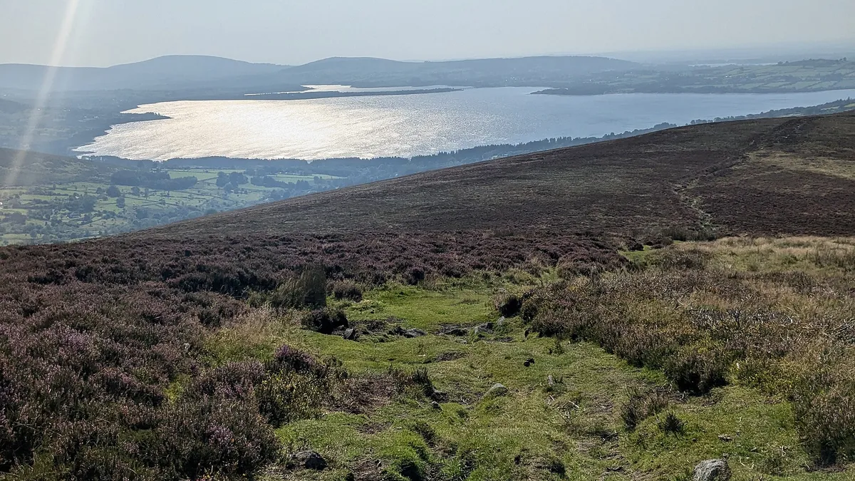 Heather and moorland running down to the Blessington Lakes