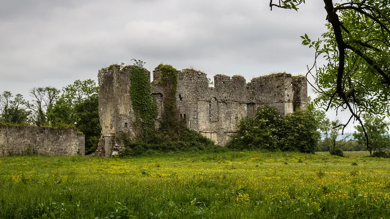 The ivy grown ruin of Rathcline Castle standing in a field of buttercups