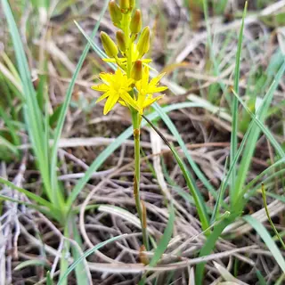 Bog asphodel in flower on Clara Bog, County Offaly
