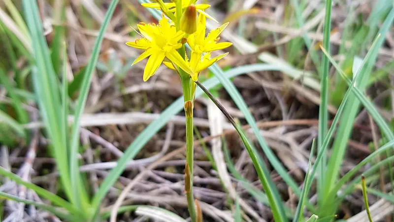 Bog asphodel in flower on Clara Bog, County Offaly