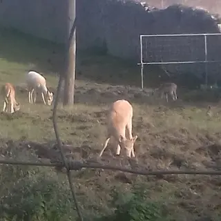 Fallow deer grazing in the walled garden at Castlecomer Discovery Park