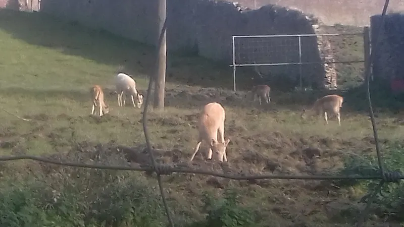 Fallow deer grazing in the walled garden at Castlecomer Discovery Park
