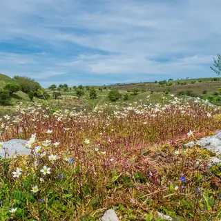 Limestone outcrop and wildflowers on the open ground of Cavan Burren Park