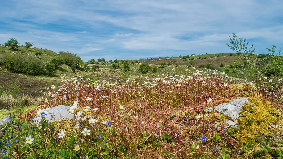 Limestone outcrop and wildflowers on the open ground of Cavan Burren Park