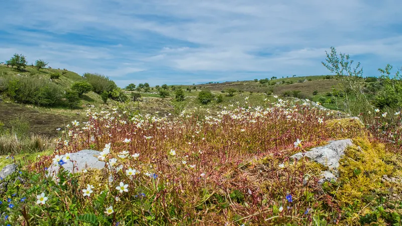 Limestone outcrop and wildflowers on the open ground of Cavan Burren Park