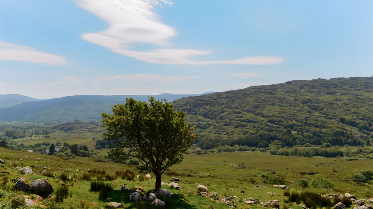 A lone tree on the hillside at the Gap of Dunloe, County Kerry