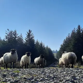 Sheep standing on a forest track on the Leitrim Way