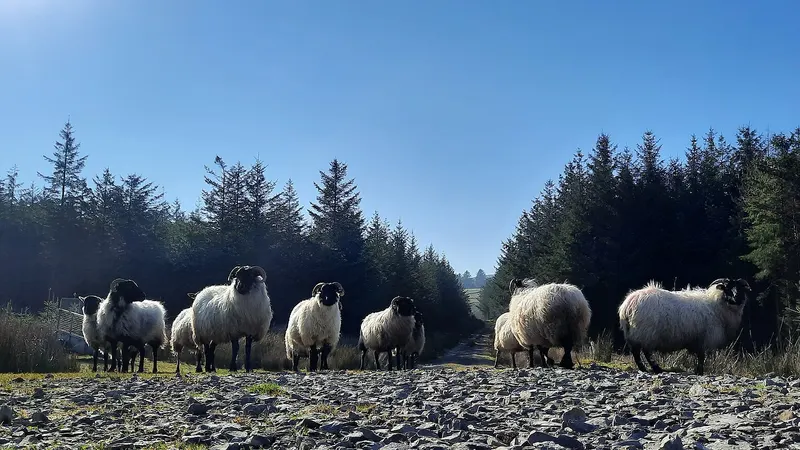 Sheep standing on a forest track on the Leitrim Way