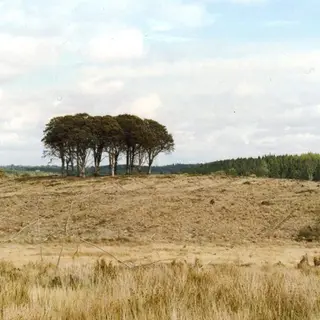 A line of tall trees standing on the crest of a stubble field at Dartrey
