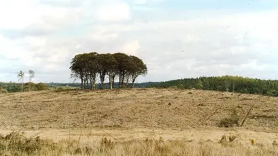 A line of tall trees standing on the crest of a stubble field at Dartrey